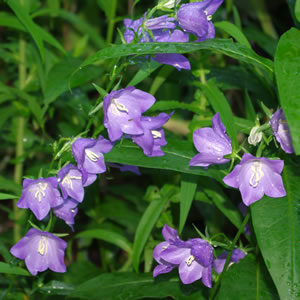 Campanula persicafolia